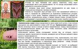 kleschevye-infekcii.-maljarija.-03