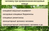 kleschevye-infekcii.-maljarija.-04