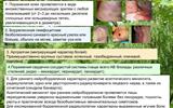 kleschevye-infekcii.-maljarija.-20
