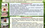 kleschevye-infekcii.-maljarija.-35