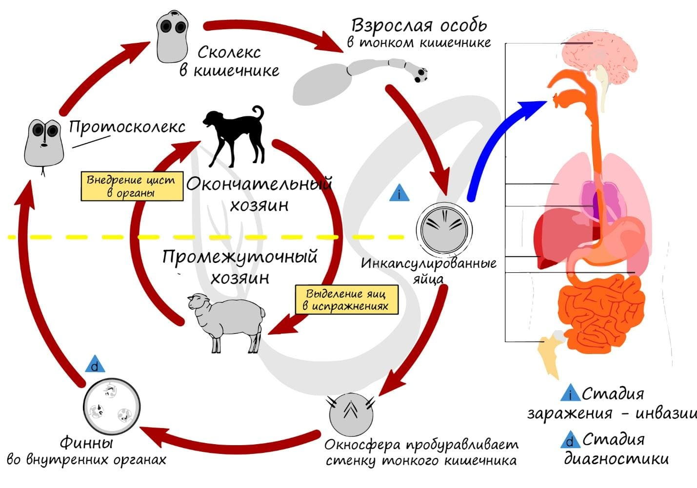 Альвеококкоз_02