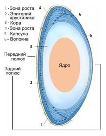 Схема строения хрусталика гистология