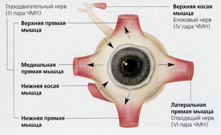 чмн что это в неврологии. Смотреть фото чмн что это в неврологии. Смотреть картинку чмн что это в неврологии. Картинка про чмн что это в неврологии. Фото чмн что это в неврологии