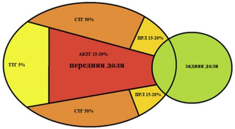 МРТ при микроаденоме гипофиза